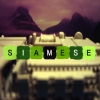 siamese.jpg