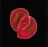 petergabriel.jpg petergabriel.jpg